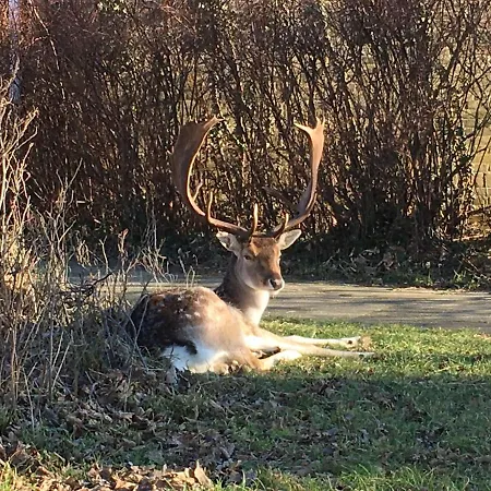 Beachstudio De Schelp Apartment *