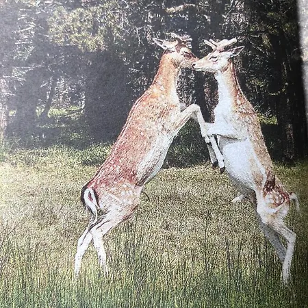 Beachstudio De Schelp