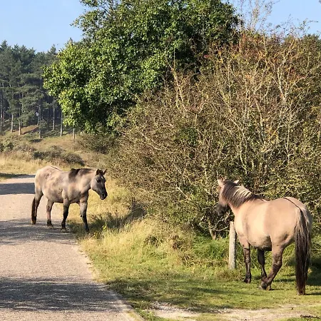 Apartment Beachstudio De Schelp Zandvoort