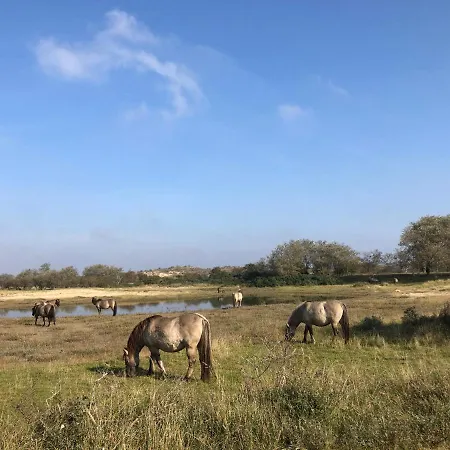 شقة Beachstudio De Schelp *