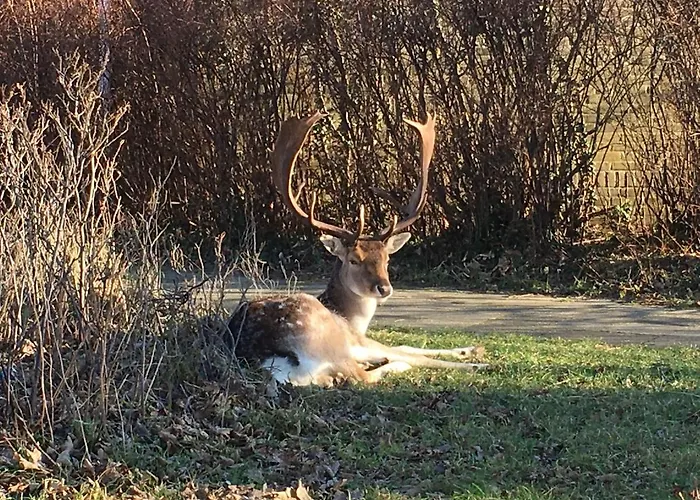 Beachstudio De Schelp 公寓 *
