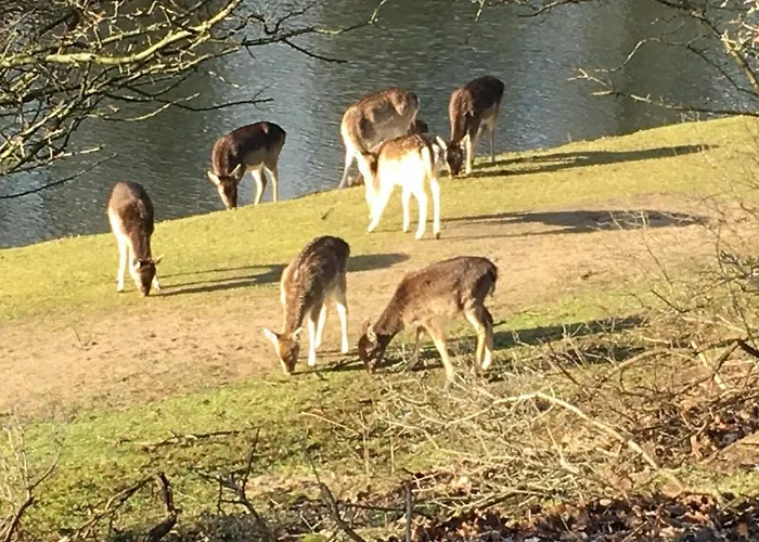 Beachstudio De Schelp 公寓 赞德沃特