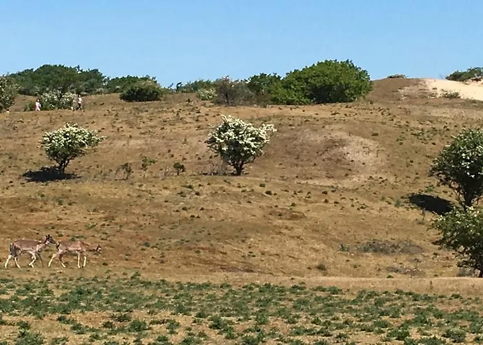 Beachstudio De Schelp * Zandvoort
