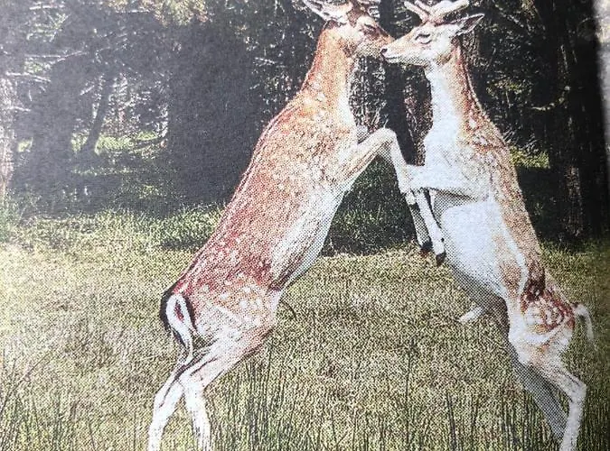 Beachstudio De Schelp