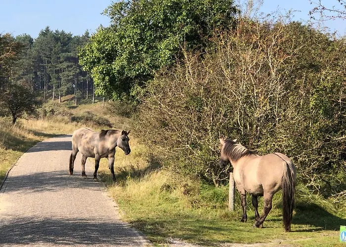 公寓 Beachstudio De Schelp 赞德沃特