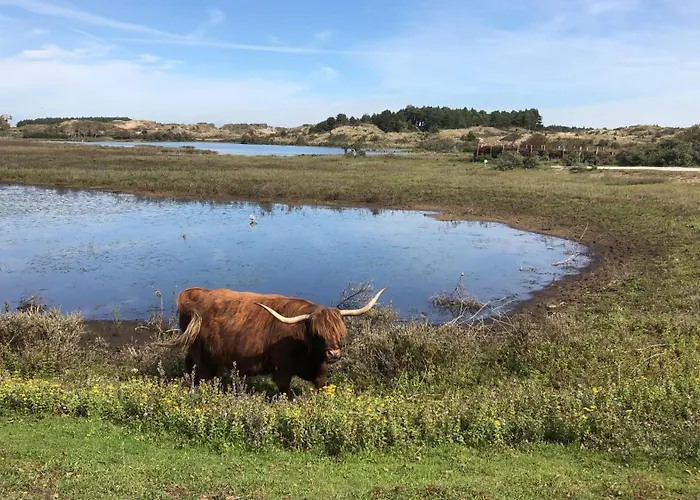 Beachstudio De Schelp 公寓