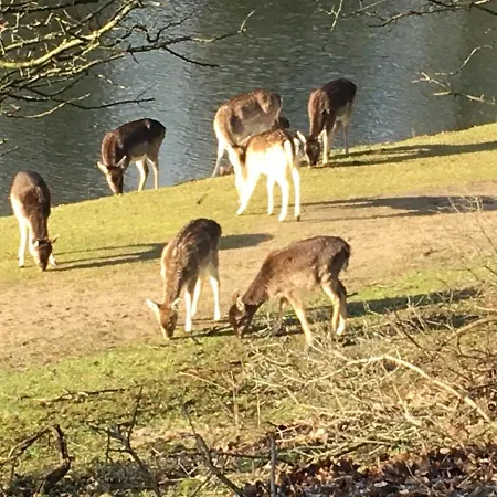 Beachstudio De Schelp 아파트 잔드보르트