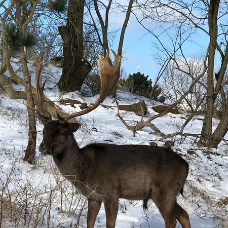 Beachstudio De Schelp 아파트 *