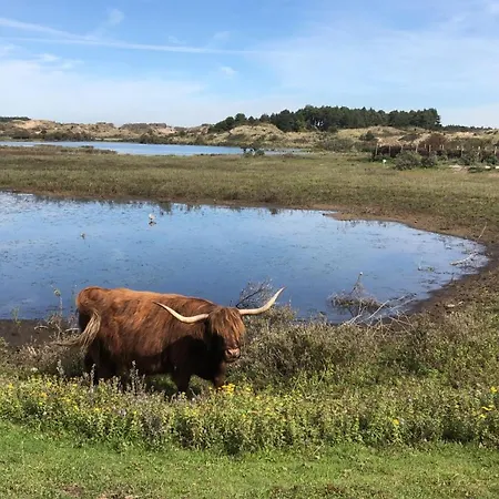 Beachstudio De Schelp 아파트