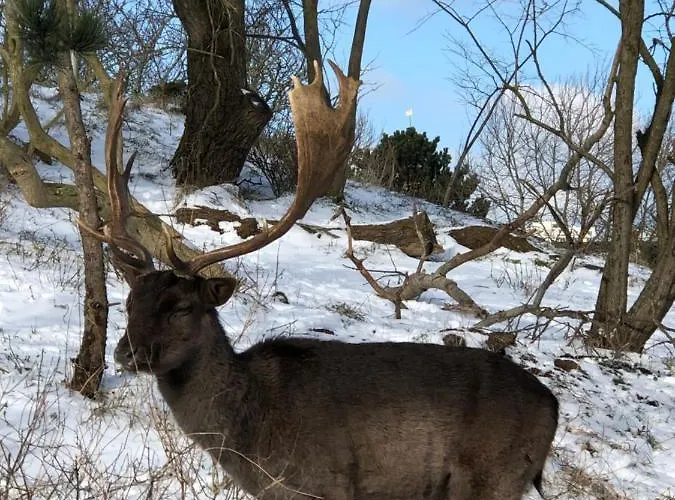 Beachstudio De Schelp Apartman *