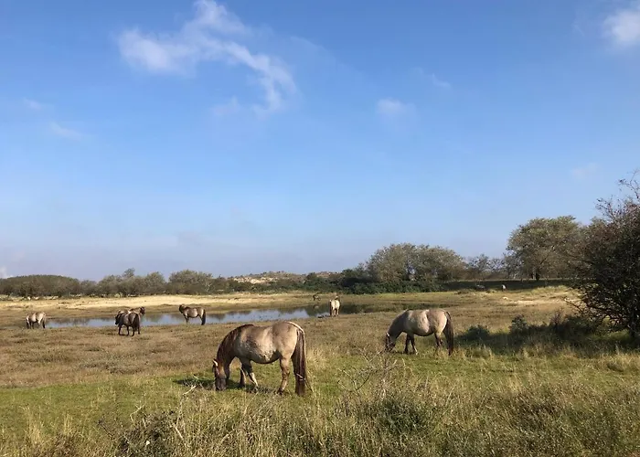 Apartman Beachstudio De Schelp *