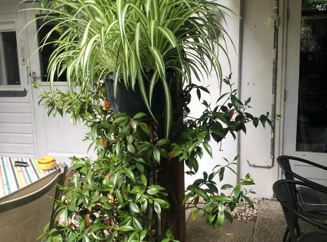 Beachstudio De Schelp Zandvoort